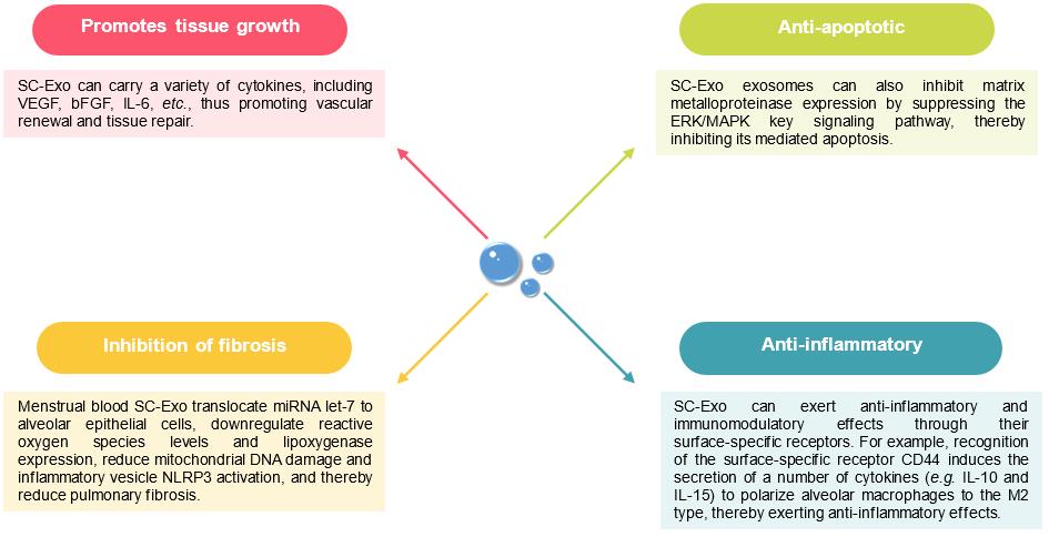 Fig.3 SC-Exo boosts lung recovery. (Creative Biolabs Original)